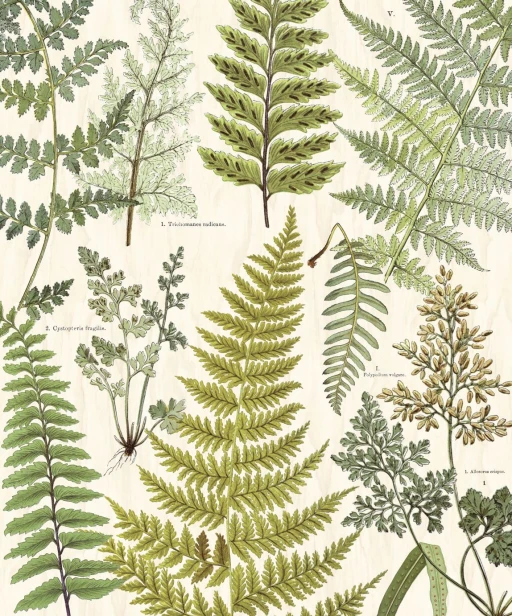 Eijffinger Geonature 366104 (mural) 